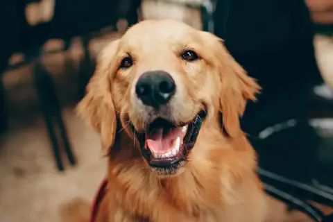 Czy golden retriever linieje intensywnie? Sprawdź, co musisz wiedzieć