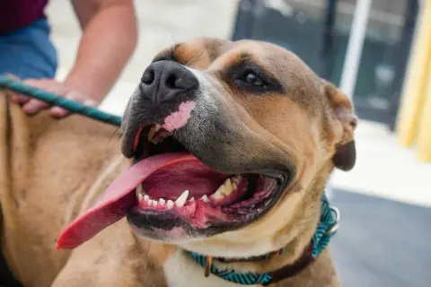 Uśmiechnięty pitbull red nose, z językiem na wierzchu, pokazuje swój przyjazny charakter.
