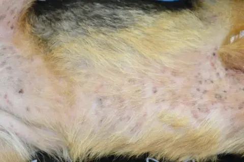 Skóra psa pokryta licznymi, czerwonymi i ropnymi krostami, świadczącymi o problemach dermatologicznych.
