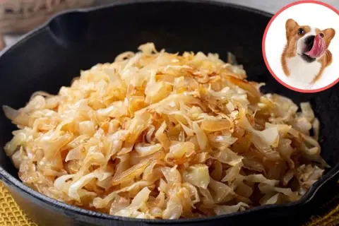 Czy pies może jeść kiszoną kapustę? Na zdjęciu widzimy porcję kiszonej kapusty w żeliwnej patelni i ciekawskiego corgi oblizującego się na jej widok.