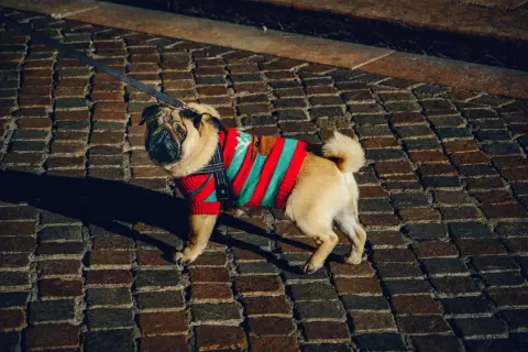 Mops w sweterku w paski na brukowanej ścieżce.