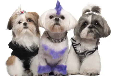 Trzy shih tzu suczki w stylowych ubrankach i fryzurach. Jedna ma fioletowy irokez i łapki, druga czarną bluzę, trzecia pasiasty sweterek.