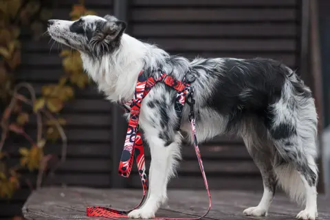 Elegancki border collie w czerwonych szelkach z kolorowym wzorem, gotowy na spacer.
