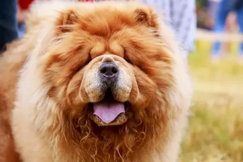 Puszysty chow chow z fioletowym językiem wystawionym na zewnątrz, wygląda jak pluszowa zabawka.