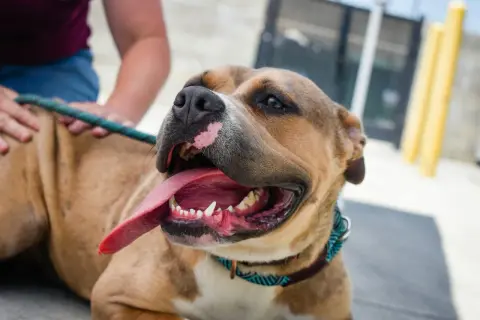 Uśmiechnięty pit bull red nose z językiem na wierzchu, głaskany przez człowieka.