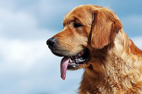 Uśmiechnięty golden retriever z językiem na wierzchu. Czy golden retriever może mieszkać w bloku? Tak, jeśli zapewni mu się odpowiednią dawkę ruchu i uwagi.