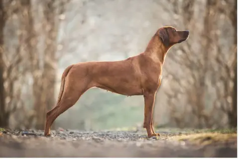 Elegancki pies rasy Rhodesian Ridgeback, który może być Twoim towarzyszem. Sprawdź, jaka jest jego cena.