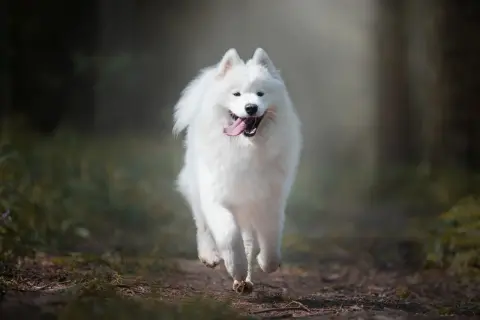 Radosny samoyed biegnie przez las. Jego białe futro lśni w słońcu, a uśmiech sugeruje, że wady i zalety tej rasy nie przeszkadzają mu w cieszeniu się życiem.