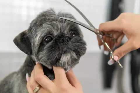 Shih tzu z krótkimi fryzurami, groomer delikatnie przycina sierść na głowie.