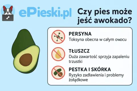 Czy psy mogą jeść awokado? Grafika pokazuje awokado i ostrzega przed toksyną, tłuszczem i pestką/skórką.