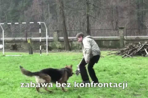Jak wytresować owczarka niemieckiego i uniknąć problemów behawioralnych