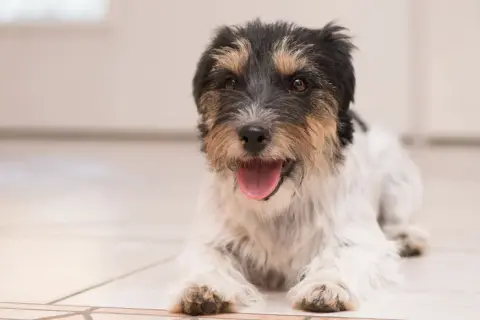 Mały, kudłaty piesek leży na podłodze, ciężko oddycha, dysząc z otwartym pyszczkiem i wystawionym językiem.