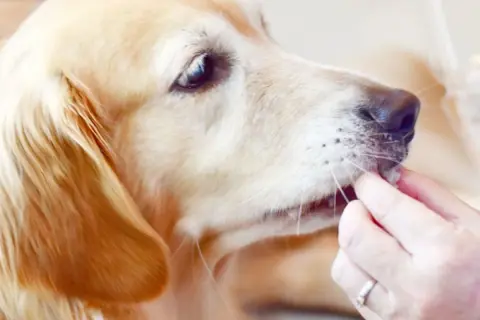 Złoty retriever zjada coś z ręki, zastanawiasz się, czy pies może jeść suszoną morwę białą?