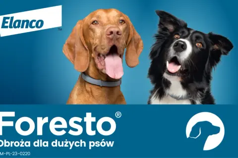 Obroża Foresto czy Kiltix - która lepiej chroni przed kleszczami?