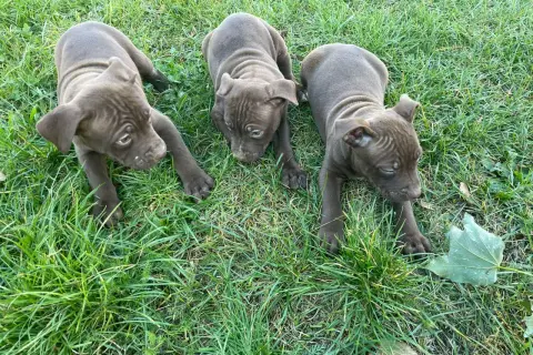 Trzy urocze szczenięta pitbull red nose leżą na trawie, badając otoczenie.