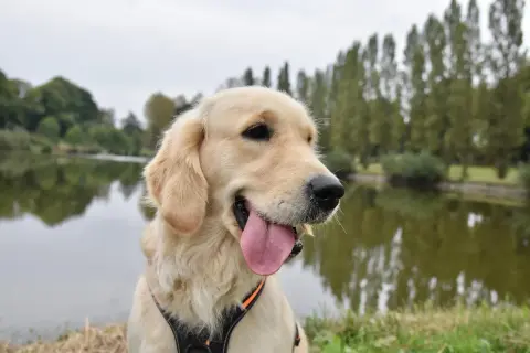 Dorosły golden retriever z językiem na wierzchu, siedzący nad jeziorem w słoneczny dzień.