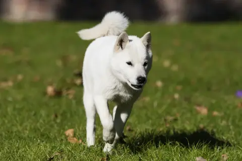 Biały pies rasy hokkaido biegnie po trawie, z ogonem zakręconym nad grzbietem.