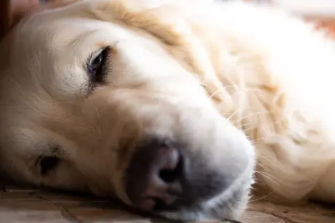 Jak umiera golden retriever - najczęstsze przyczyny i objawy śmierci