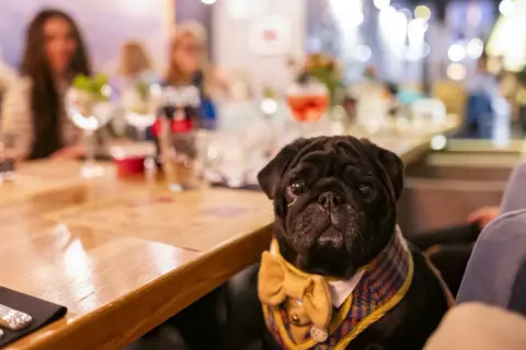 Czarny mops w muszce i kamizelce siedzi przy stole w restauracji, gdzie jedzą psy.