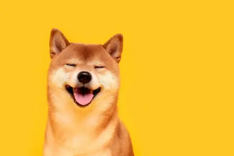 Uśmiechnięty pies shiba mały z zamkniętymi oczami i wystawionym językiem na żółtym tle.