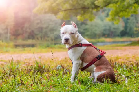 Amstaff red nose w czerwonej uprzęży siedzi na trawie w jesiennym parku.