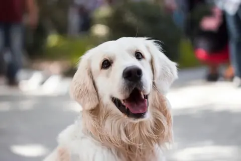 Uśmiechnięty golden retriever z bujnymi, złotymi włosami, które falują na wietrze.