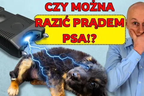 Jak działa obroża elektryczna? Prawda o jej skuteczności i ryzyku