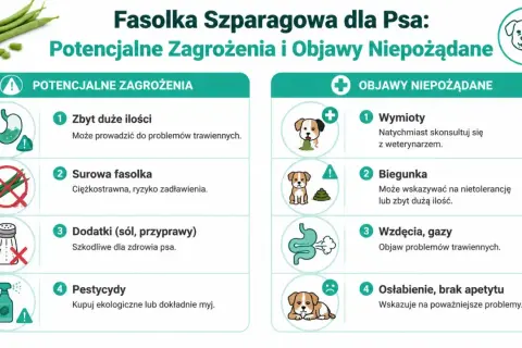 Czy pies może jeść fasolkę szparagową? Infografika ostrzega przed zagrożeniami: zbyt dużą ilością, surową fasolką, dodatkami i pestycydami. Objawy niepożądane to wymioty, biegunka, gazy i osłabienie.