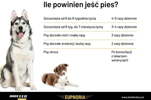 Tabela: ile powinien jeść szczeniak i dorosły pies. Podano zalecenia dotyczące karmienia szczeniąt i psów różnych ras.