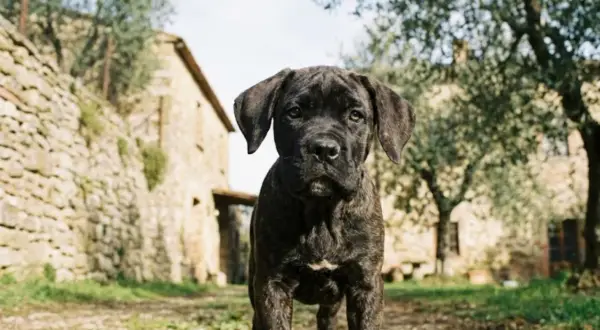 Młody cane corso szary, z pręgowanym futrem, stoi na tle kamiennego domu i drzew oliwnych.