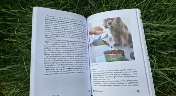 Szczeniak dostaje karmę z miarki do miski. Dowiedz się, ile karmy podawać szczeniakowi, by był zdrowy.
