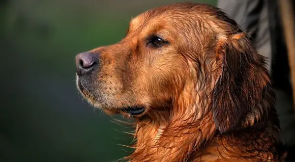 Kiedy rośnie sierść golden retrievera? Kluczowe informacje i etapy rozwoju