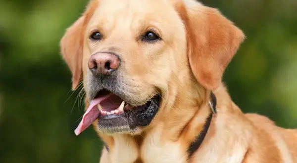 Złoty labrador z językiem na wierzchu, zastanawia się, czy pies może jeść jogurt naturalny.