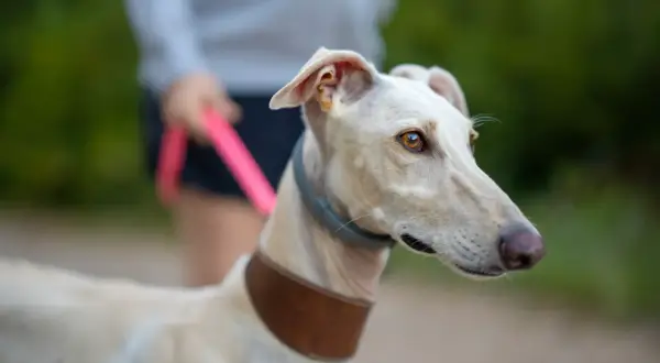 Biały whippet na spacerze z właścicielem. Piękny pies, którego cena może być wysoka.