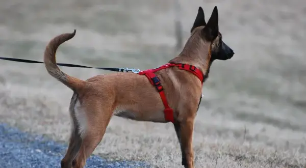 Pies rasy malinois w czerwonych, źle dopasowanych szelkach dla psa, stoi na tle suchej trawy.