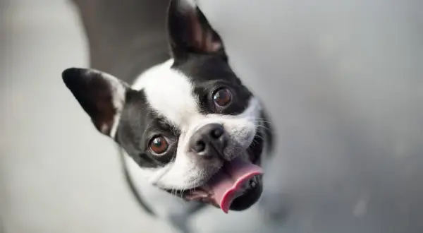 Uśmiechnięty pies rasy Boston Terrier z wystawionym językiem patrzy w górę z radością.