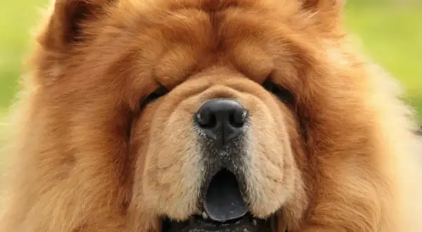 Puszysty chow chow z otwartym pyskiem. Zastanawiasz się, ile kosztuje chow chow?