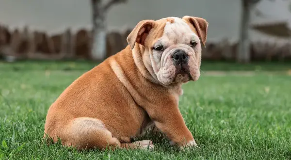 Uroczy buldog angielski siedzi na trawie, wyglądając na nieco zagubionego. Już teraz widać, jaki będzie wspaniały, kiedy pies jest dorosły.
