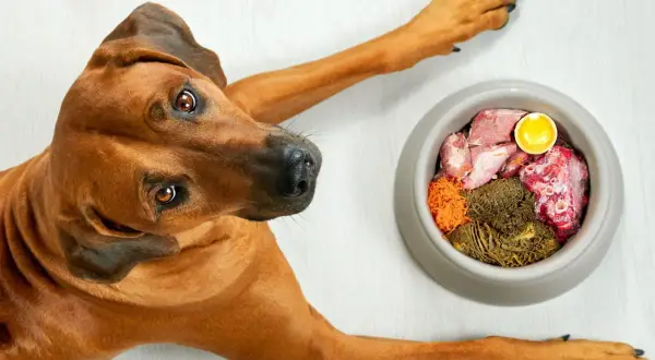 Pies rasy Rhodesian Ridgeback patrzy na miskę z jedzeniem BARF. Co to jest? To surowa karma dla psa.