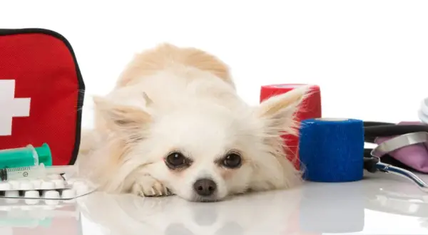 Chihuahua leży obok apteczki, strzykawek i bandaży. Czy woda utleniona szkodzi psu? Zestaw pierwszej pomocy dla zwierząt.