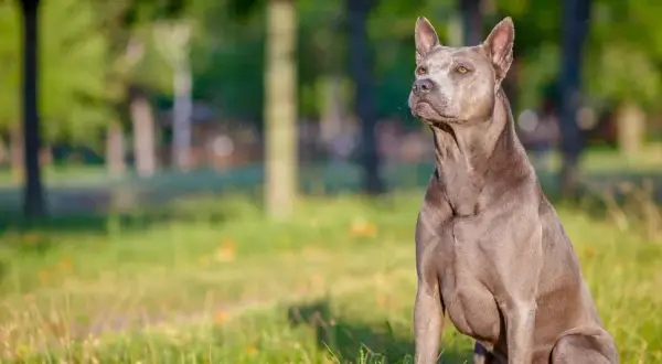 Szlachetny pies rasy thai ridgeback, szary, siedzi na trawie. Zastanawiasz się nad thai ridgeback cena?
