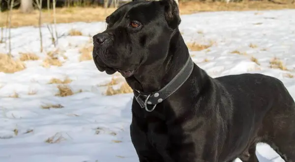 Czarny pies rasy Cane Corso w zimowym krajobrazie. Zastanawiasz się, ile kosztuje Cane Corso?