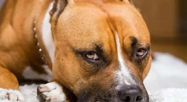 Brązowy pies rasy amstaff, z charakterystycznym białym znaczeniem na pysku, leży spokojnie. Różnice między pitbull a amstaff bywają subtelne.
