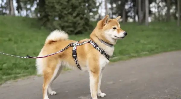 Uroczy shiba inu pies w ozdobnej obroży i smyczy stoi na ścieżce w parku, otoczony zielenią.