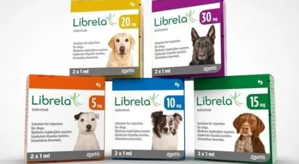 Gdzie kupić librela dla psa? Sprawdź najlepsze opcje i ceny