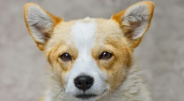 Uroczy corgi z bystrymi oczami. Zastanawiasz się, czym przemywac psu oczy? Czysta, przegotowana woda lub specjalne płyny do higieny oczu zwierząt.