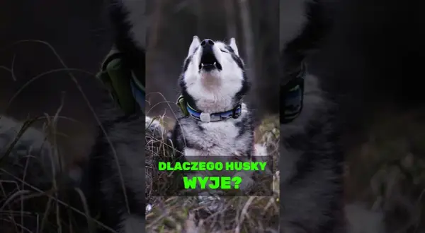 Dlaczego husky wyje? Odkryj powody i sposoby na to zachowanie