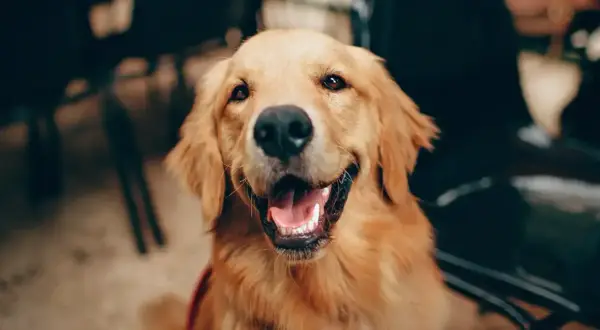 Czy golden retriever linieje intensywnie? Sprawdź, co musisz wiedzieć