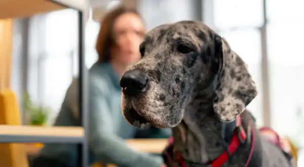 Wielki dog niemiecki w kolorze merle, z czerwono-czarną obrożą. Zastanawiasz się, ile kosztuje dog niemiecki?