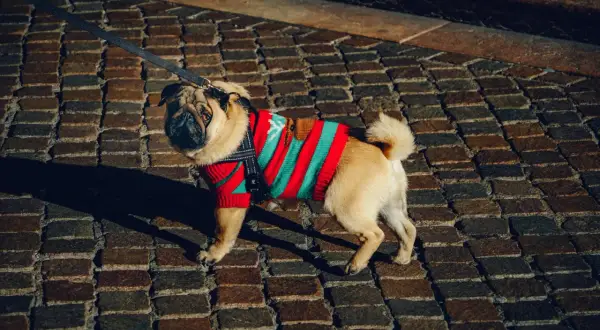 Mops w sweterku w paski na brukowanej ścieżce.